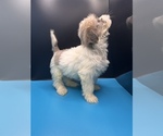 Small Photo #16 Maltipoo-Shih Tzu Mix Puppy For Sale in SAINT AUGUSTINE, FL, USA