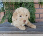 Small #1 Labradoodle