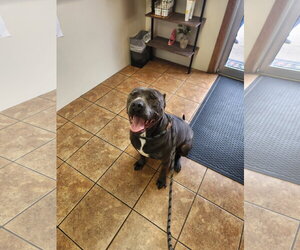 Pari - Male American Staffordshire Terrier-Unknown Mix Dog for Adoption - Photo #2