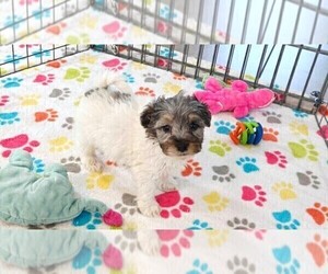 Havapoo Puppy for sale in ORO VALLEY, AZ, USA