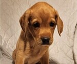 Small Photo #72 Labrador Retriever Puppy For Sale in BUFFALO, NY, USA