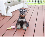 Small #8 Schnauzer (Miniature)
