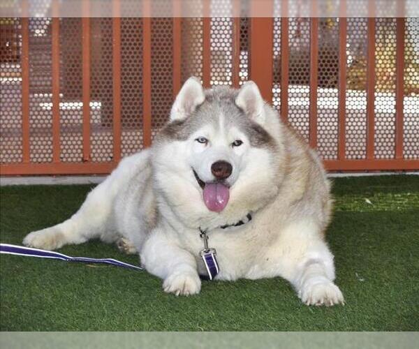 Medium Photo #2 Siberian Husky-Unknown Mix Puppy For Sale in Las Vegas, NV, USA