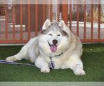 Small #1 Siberian Husky Mix