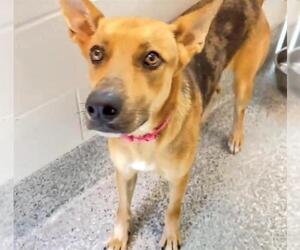 German Shepherd Dog-Unknown Mix Dogs for adoption in Houston, TX, USA