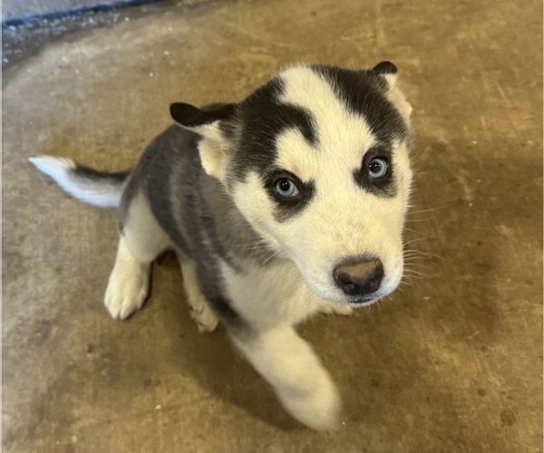 Medium Photo #1 Siberian Husky Puppy For Sale in IOWA, LA, USA