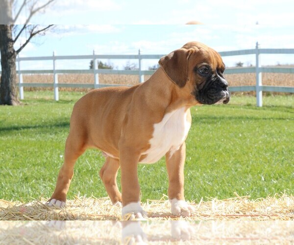 Medium Photo #8 Boxer Puppy For Sale in CHILHOWEE, MO, USA