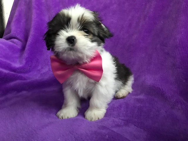 Medium Photo #1 Shih Tzu Puppy For Sale in PEACH BOTTOM, PA, USA