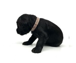 Small Photo #3 Schnauzer (Miniature) Puppy For Sale in WINTERVILLE, GA, USA