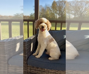 Poodle (Miniature) Puppy for sale in RANDOLPH, WI, USA