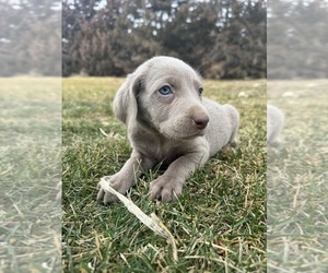 Medium Weimaraner