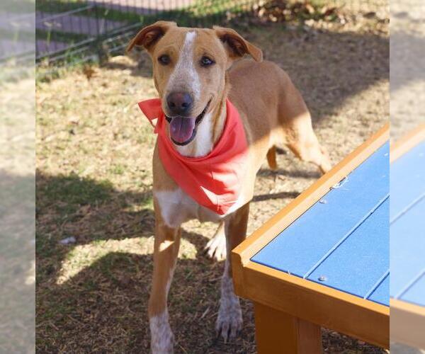 Medium Photo #1 Mutt Puppy For Sale in San Antonio, TX, USA