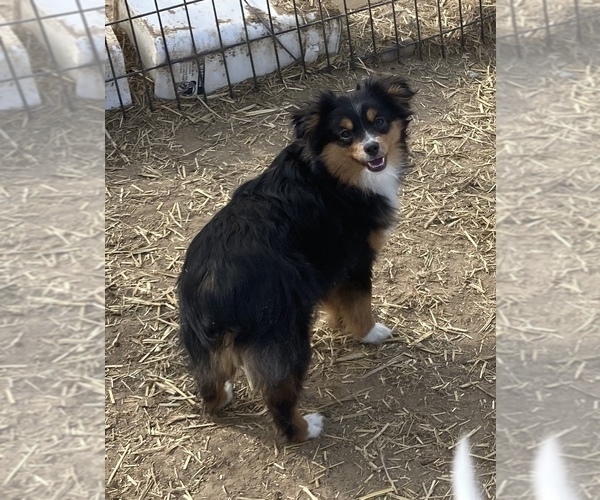 Medium Photo #3 Miniature Australian Shepherd Puppy For Sale in FORT MORGAN, CO, USA