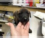 Small American Pit Bull Terrier-Labrador Retriever Mix