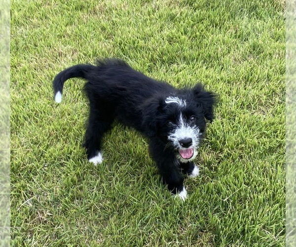 Medium Photo #4 Bearded Collie Puppy For Sale in FRAMINGHAM, MA, USA