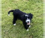 Small #3 Bearded Collie