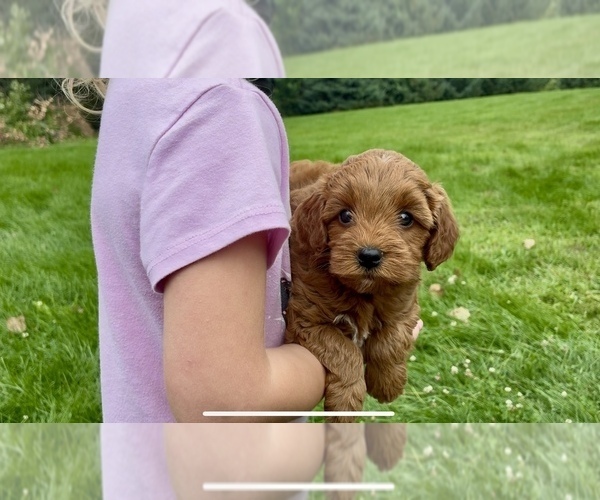 Medium Photo #4 Goldendoodle (Miniature) Puppy For Sale in RANDOLPH, WI, USA