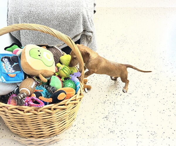 Medium Photo #3 Dachshund Puppy For Sale in York, SC, USA