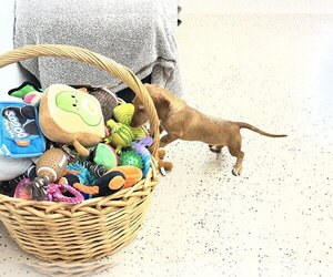Rhett - Male Dachshund Dog for Adoption - Photo #3