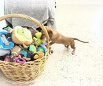 Small Photo #3 Dachshund Puppy For Sale in York, SC, USA