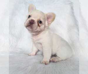 French Bulldog Puppy for sale in LOS ANGELES, CA, USA