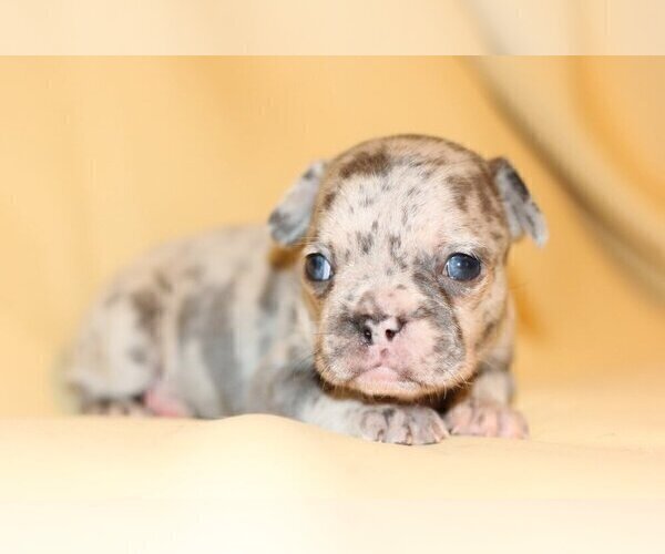 Medium Photo #3 French Bulldog Puppy For Sale in CINCINNATI, OH, USA