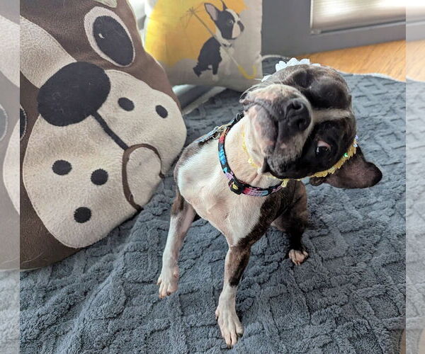 Medium Photo #1 Boston Terrier Puppy For Sale in Huntington Beach, CA, USA
