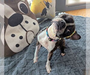 Boston Terrier Dogs for adoption in Huntington Beach, CA, USA