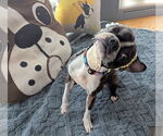 Small Boston Terrier