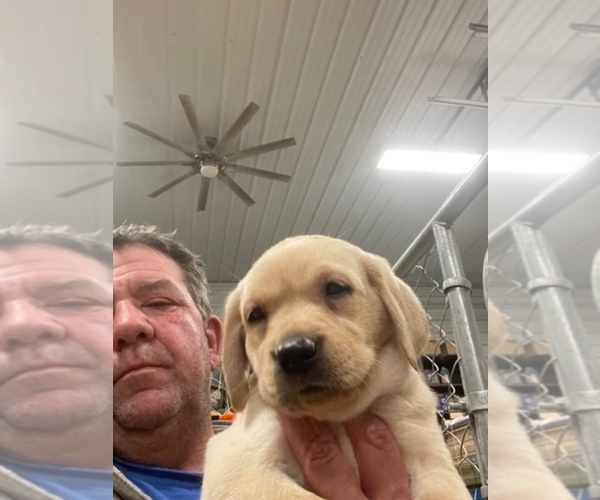 Full screen Photo #6 Labrador Retriever Puppy For Sale in SPRINGFIELD, IL, USA