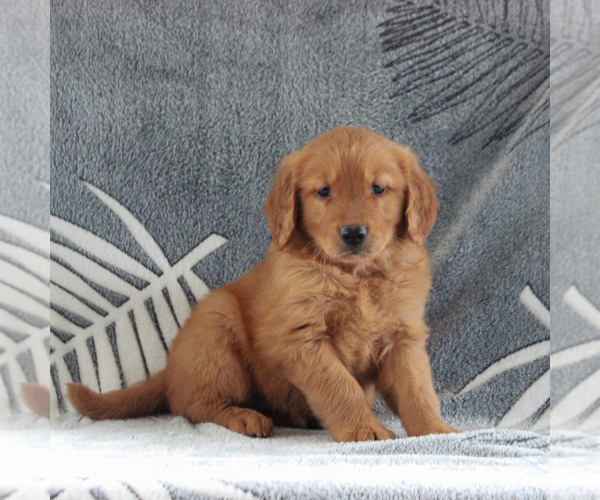 Medium Photo #1 Golden Retriever Puppy For Sale in GORDONVILLE, PA, USA