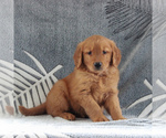 Small Golden Retriever