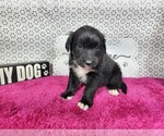 Small #6 Golden Mountain Dog