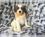 Small #9 Cavapoo