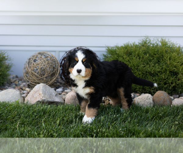 Medium Photo #1 Bernese Mountain Dog Puppy For Sale in TOPEKA, IN, USA