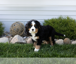 Bernese Mountain Dog Puppy for sale in TOPEKA, IN, USA