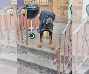 Father of the Rottweiler puppies born on 04/11/2025