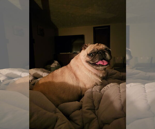 Medium Photo #5 Pug Puppy For Sale in Indianapolis, IN, USA