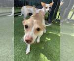 Small #2 Chihuahua Mix