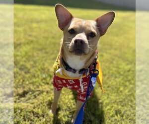 Shiba Inu-Unknown Mix Dogs for adoption in Brooklyn Center, MN, USA