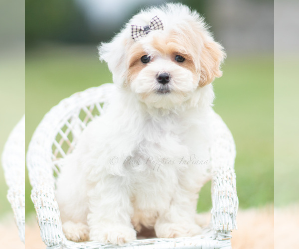 Medium Photo #5 Maltipoo (Miniature) Puppy For Sale in WARSAW, IN, USA