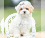 Small Photo #47 Maltipoo (Miniature) Puppy For Sale in WARSAW, IN, USA