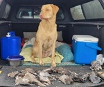 Small #5 Labrador Retriever
