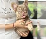 Small #1 French Bulldog