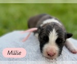 Puppy Millie Border Collie