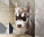 Small Siberian Husky