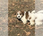 Small #10 Shorkie Tzu-Yorkshire Terrier Mix
