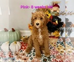 Puppy Pink Goldendoodle