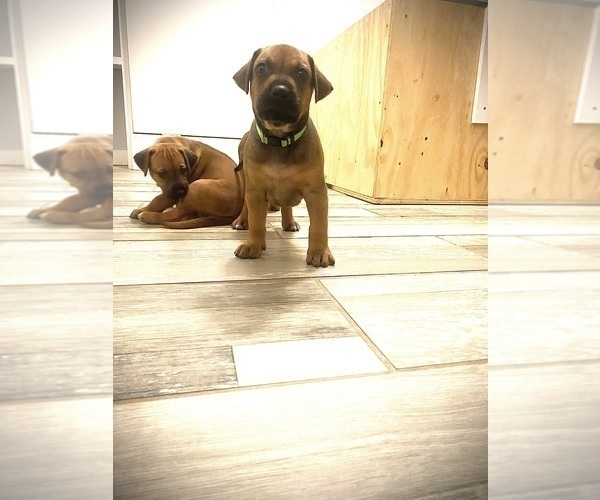 Medium Photo #2 Rhodesian Ridgeback Puppy For Sale in KELLER, TX, USA