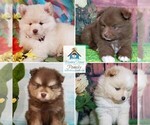 Small Photo #17 Pomsky Puppy For Sale in RAMSEY, MN, USA